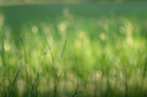 Grass bokeh background Stock Photos
