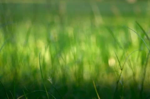 Grass bokeh background Foto stock