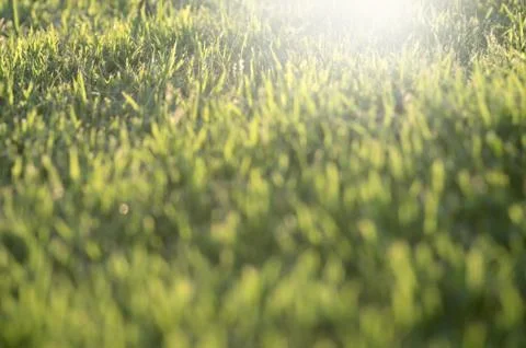 Grass bokeh background Stock Photos