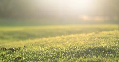 Grass bokeh background Stock Photos