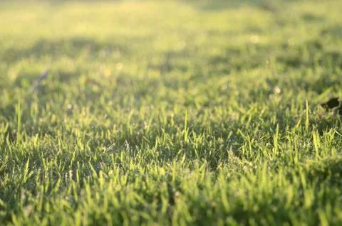 Grass bokeh background Stock Photos