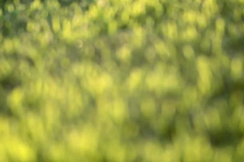 Grass bokeh background Stock Photos