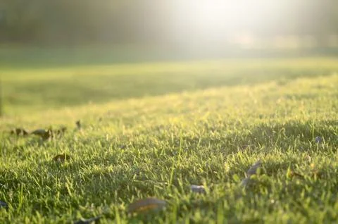 Grass bokeh background Stock Photos