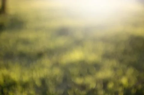 Grass bokeh background Stock Photos