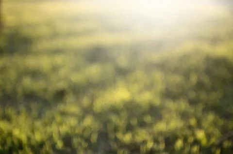 Grass bokeh background Stock Photos