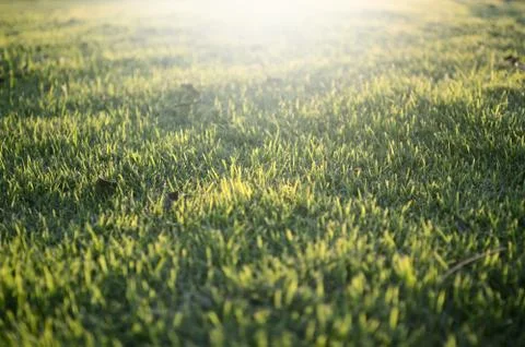Grass bokeh background Stock Photos