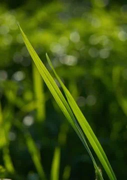 Grass bokeh background Stock Photos