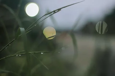 Grass with bokeh background Stock Photos