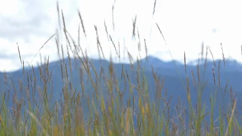 Grass with bokeh mountains (Cinelike-D) 스톡 동영상 115013529