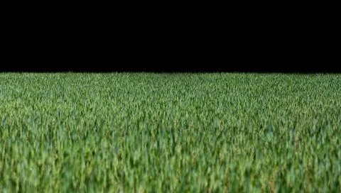 Grass border on green background. Grass overlay with panoramic banner. Grass  Stock Photos