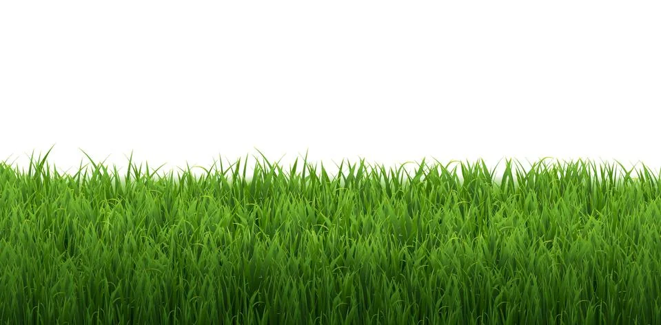 Grass Border Isolated White Background Stock Illustration