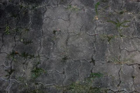 The grass is born in brick blocks background. Stock Photos