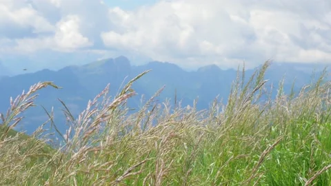 Grass bottom perspective in the wind Stock Footage 177479522