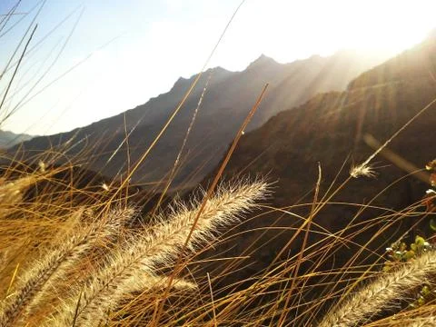 Grass bowing in the wind Foto stock