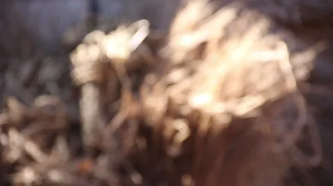 Grass braids Video stock 51483649