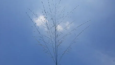 Grass branch with blue sky background Stock Footage 312804094