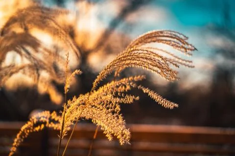 Grass branch with sun light Stock Photos
