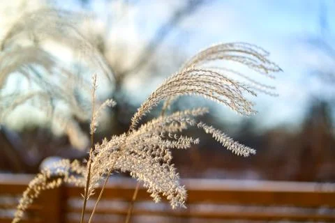 Grass branch with sun light Stock Photos