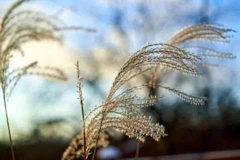 Grass branch with sun light Stock Photos