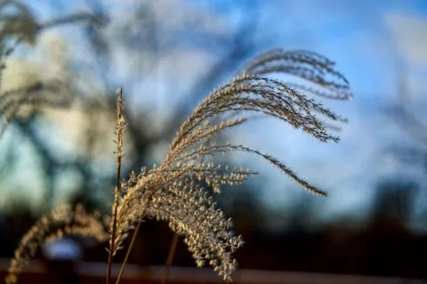 Grass branch with sun light Stock Photos