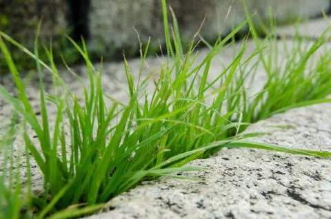 Grass breaking stone open Stock Photos