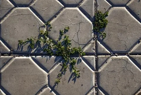 The grass is breaking through Stock Photos
