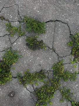 Grass breaks and grows through concrete Stock Photos