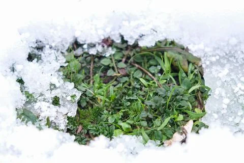 Grass breaks through a crack in the snow. green grass in the snow. Stock Photos