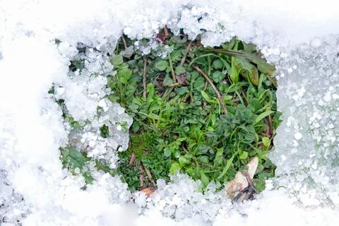 Grass breaks through a crack in the snow. green grass in the snow. Stock Photos