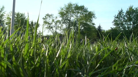 Grass in the breeze Video stock 701897