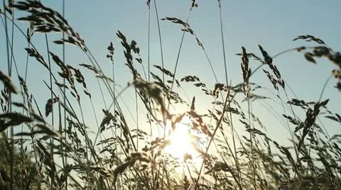 Grass in the breeze Stock Footage 11344364