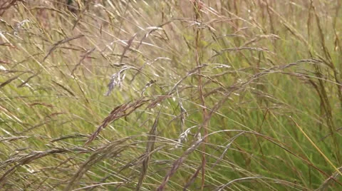 Grass in breeze Stock Footage 25849165