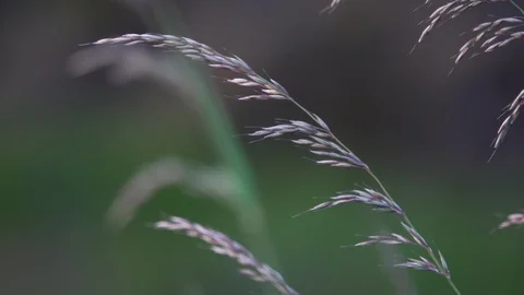Grass in a Breeze Stock Footage 112540443