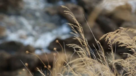 Grass in Breeze Overlooking the Sea 動画素材 109663011