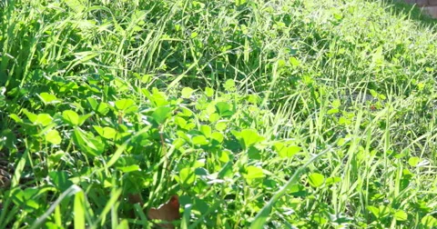 Grass in the Breezy Wind (4K) Stock Footage 46031532