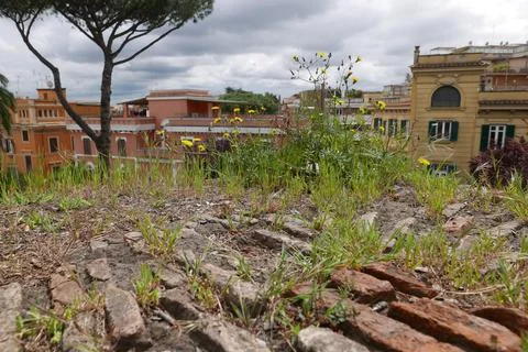 Grass on brick wall Stock Photos