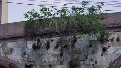 Grass on the bridge Stock Footage 235131874