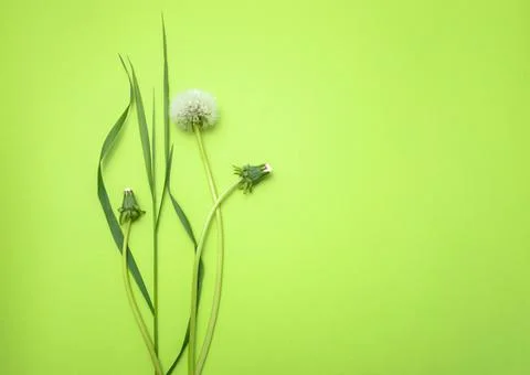 Grass on a bright background Stock Photos