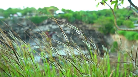 GRASS ON BROKEN BEACH Stock Footage 336976560