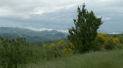Grass, brooms and tree moving in the breeze. Video stock 50527411