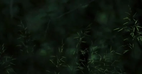 Grass Buds Blowing in Wind Stock Footage 292724609