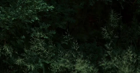 Grass Buds Blowing in Wind with trees in background Stock Footage 292724757