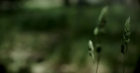 Grass Buds Stock Footage 292724756