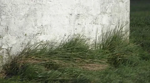 Grass buffeted against wall in windy weather Stock Footage 45905655