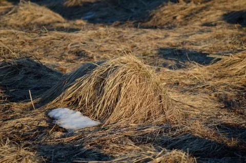 Grass bump 写真素材