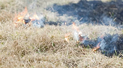 Grass burning in the field. Fire spreads after the arson. Video stock 60597743
