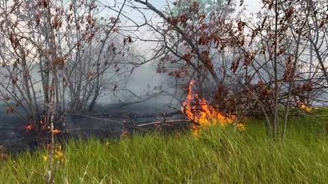 Grass is burning, smoke. Drought, climate change. Fire destroys nature. Epic big Stock Footage 310183025