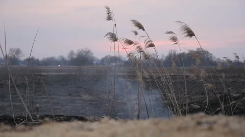 Grass burns in the field. Special arson. Ecological catastrophy Stock Footage 131375690