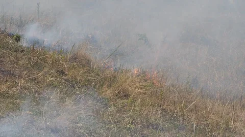 The grass burns. 動画素材 114293442