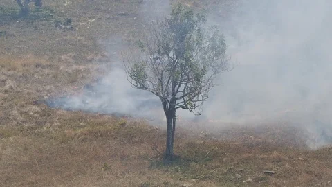 The grass burns. Video stock 114293451
